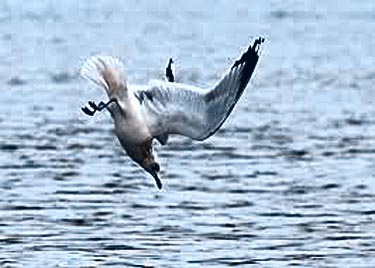 Diving Bird